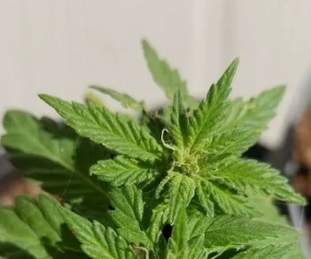 Cavalier Mobile Estates