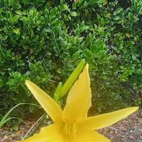 Vista Green Valley ico