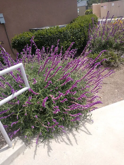 Olive Avenue RV Resort Picture 7