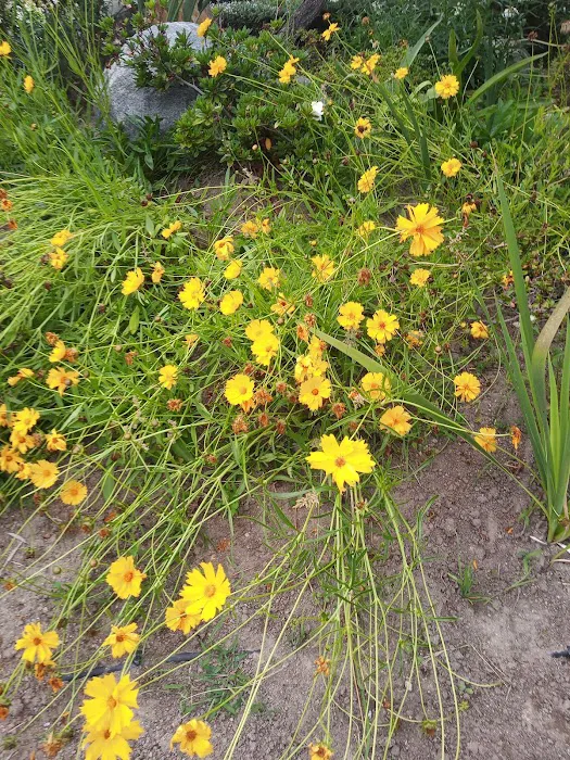 Rancho Calevero Mobile Home Park Picture 9