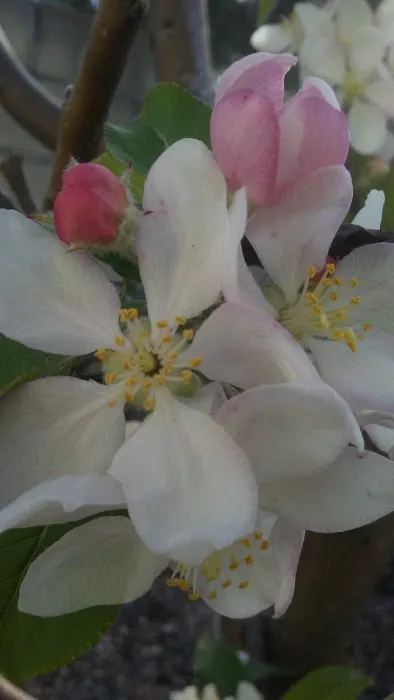 Melrose Trailer Park Picture 3