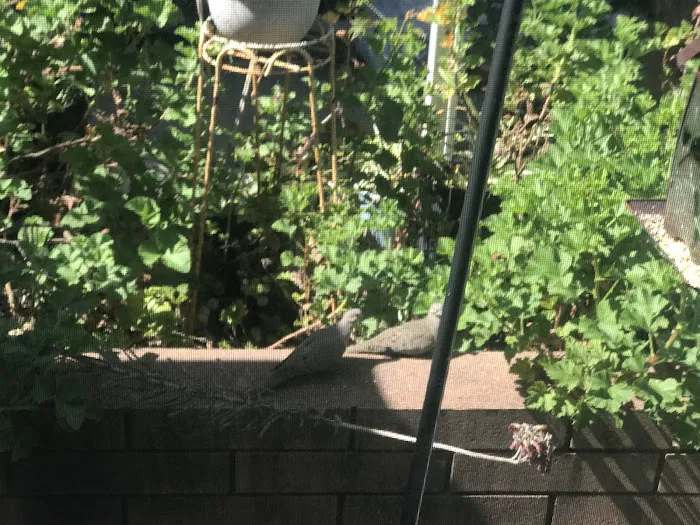 Sierra Vista Mobile Park Picture 8