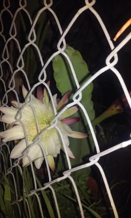 Vista Terraces Picture 3