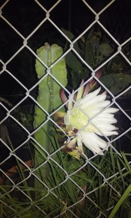 Vista Terraces Picture 5