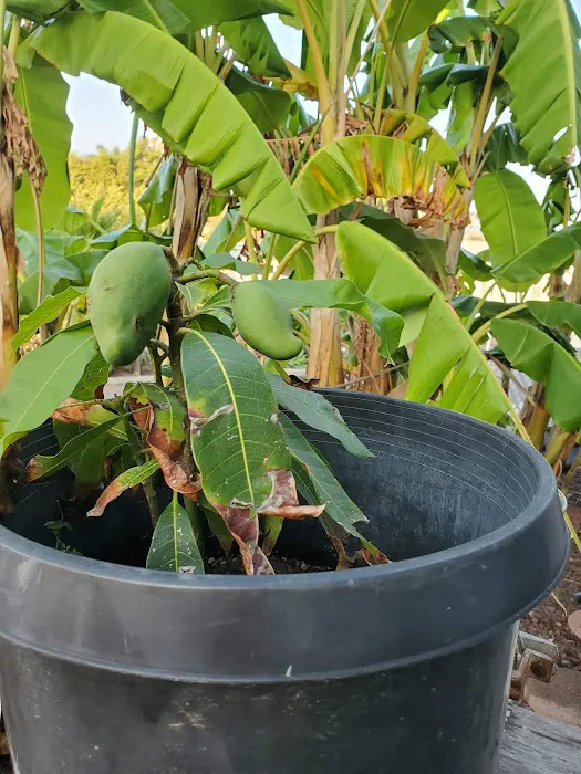 Vista Manor Picture 3