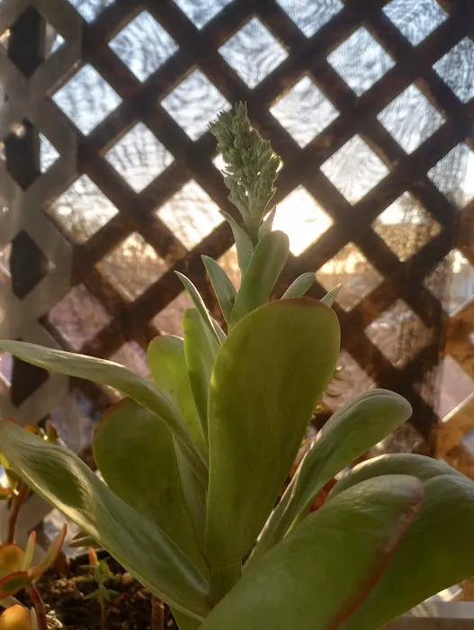 Vista Manor Picture 1