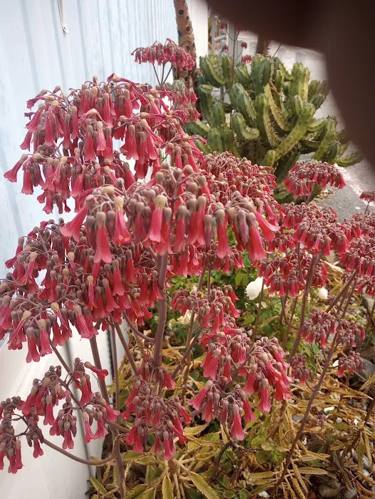 Vista Manor Picture 4