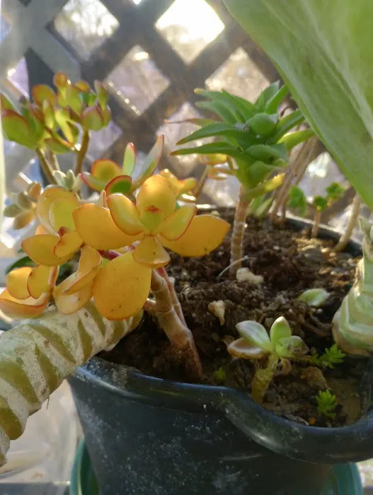 Vista Manor Picture 6