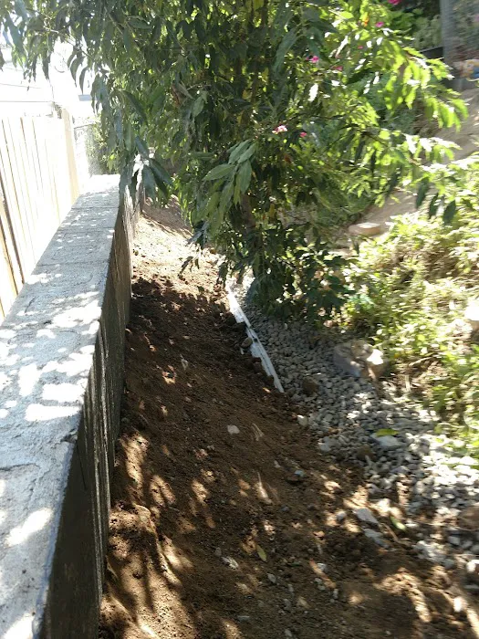 Estrella De Oro Picture 4