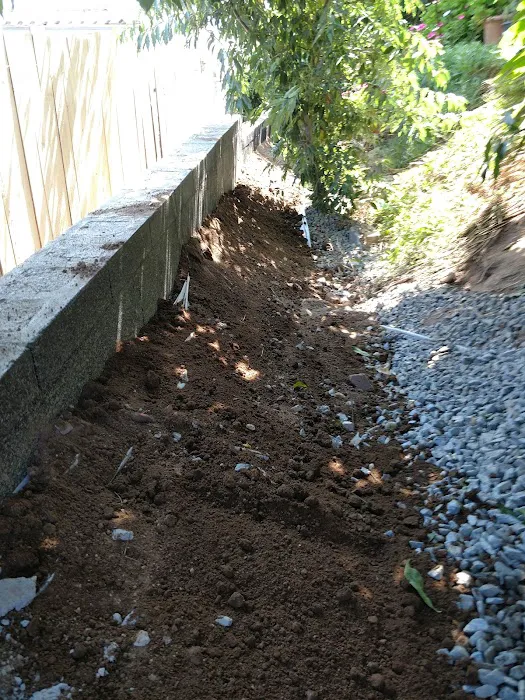 Estrella De Oro Picture 1