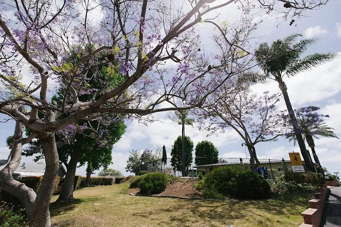 Estrella De Oro Picture 9