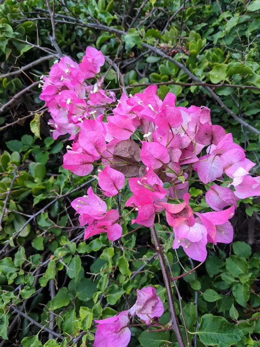 Estrella De Oro Picture 6