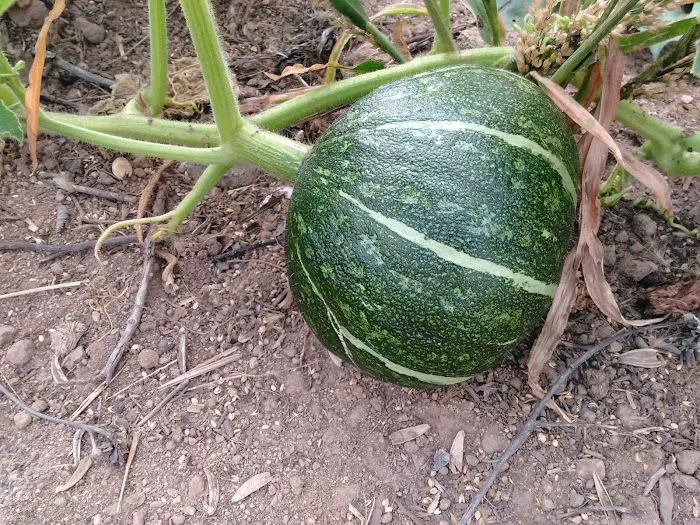 Palm Mobile Home Park Picture 1