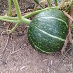 Palm Mobile Home Park