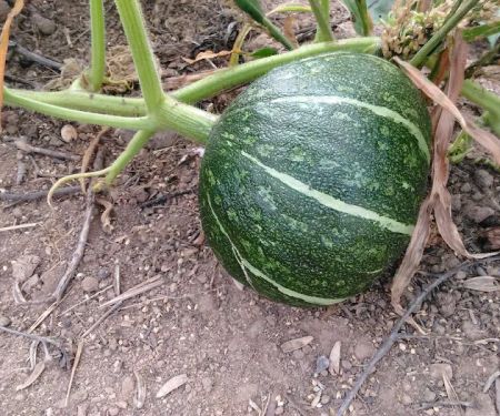 Palm Mobile Home Park