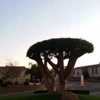 Dominguez Hills Estates ico