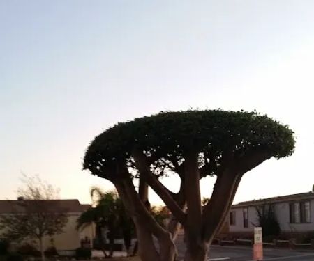 Dominguez Hills Estates