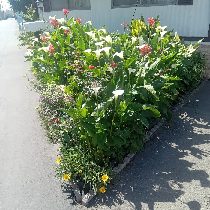 Park Avalon Mobile Estates Picture 4