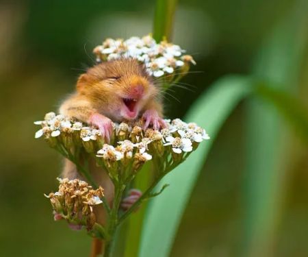 Lugonia Fountain Mobile Estates