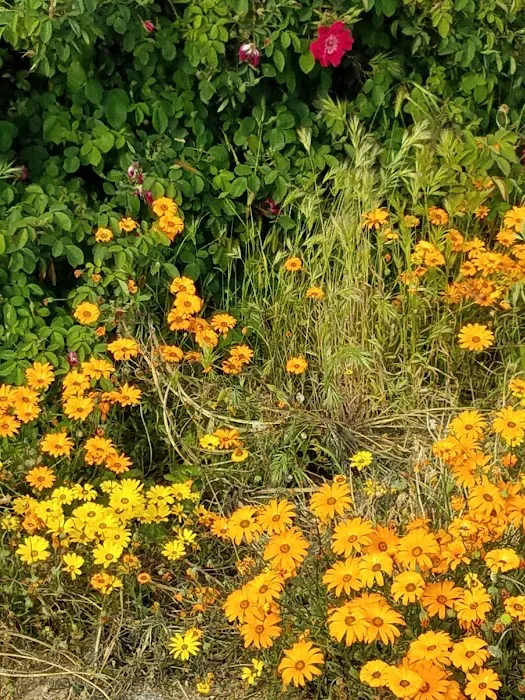 Redlands Ranch Picture 5