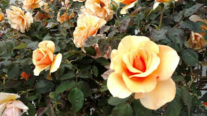 San Rafael Mobile Home Park Picture 1