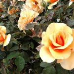 San Rafael Mobile Home Park