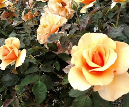 San Rafael Mobile Home Park