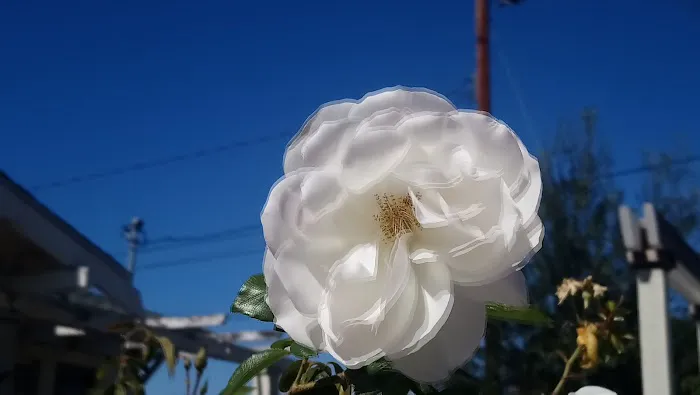 Crestview Lodge For Mobile Picture 5