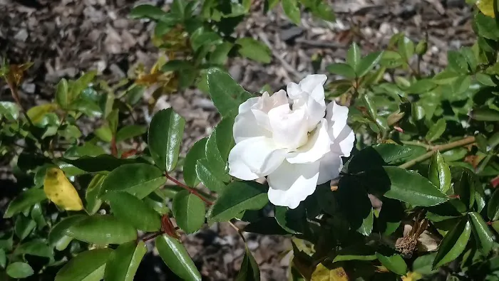 Crestview Lodge For Mobile Picture 3