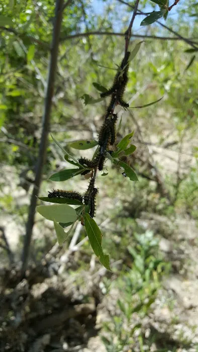 Murrieta Palms Picture 2