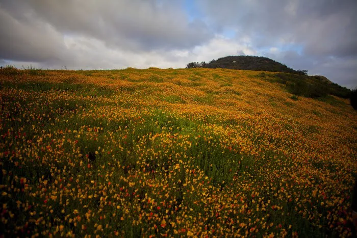Murrieta Palms Picture 10