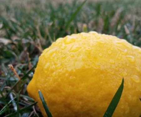 Californian Mobile Estates