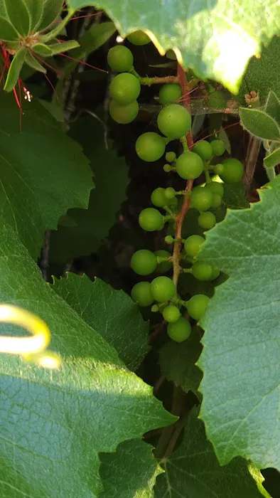 Royal Coach Picture 3