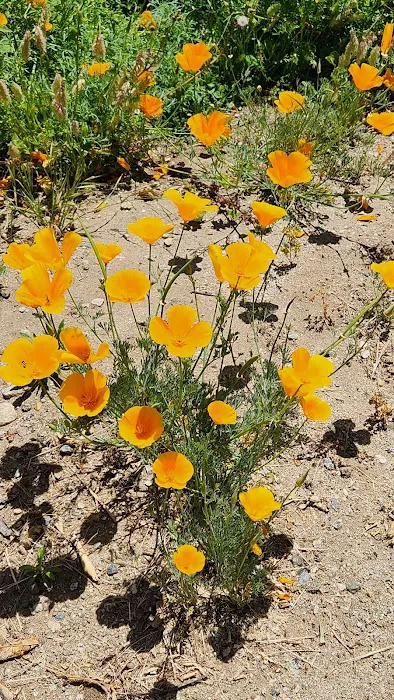 Royal Coach Picture 7