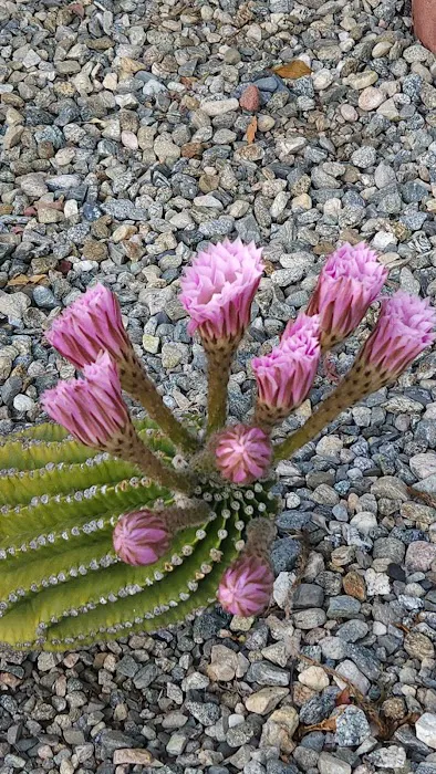 Royal Coach Picture 6