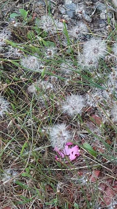 Royal Coach Picture 9