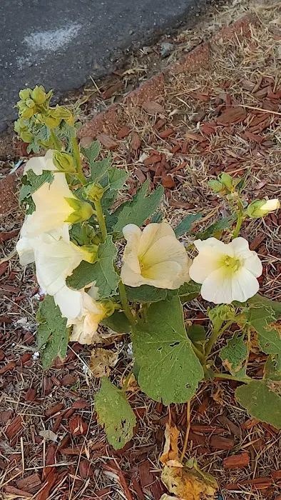 Royal Coach Picture 5