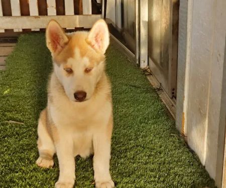 Arviso Mobile Home Park