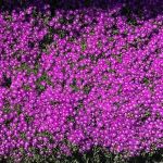 Villa Del Sol Mobile Estates