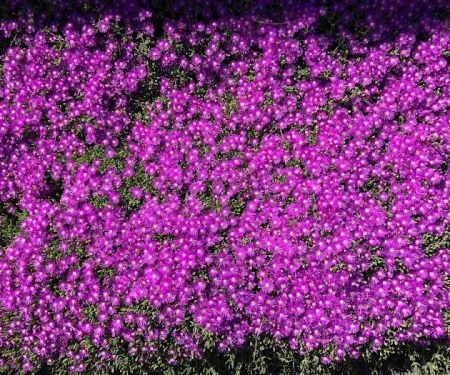 Villa Del Sol Mobile Estates