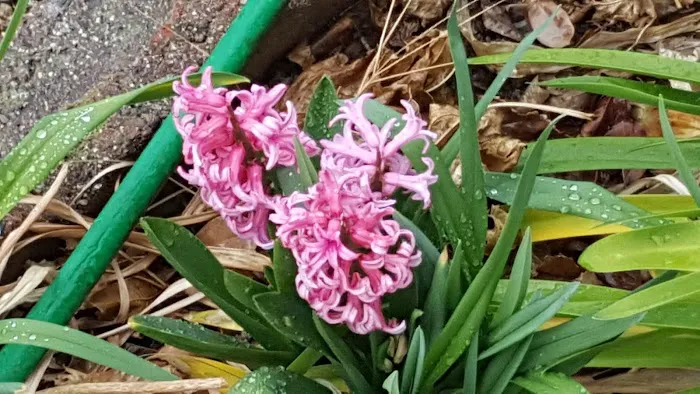 HOME- Carriage Trade Manor Picture 3