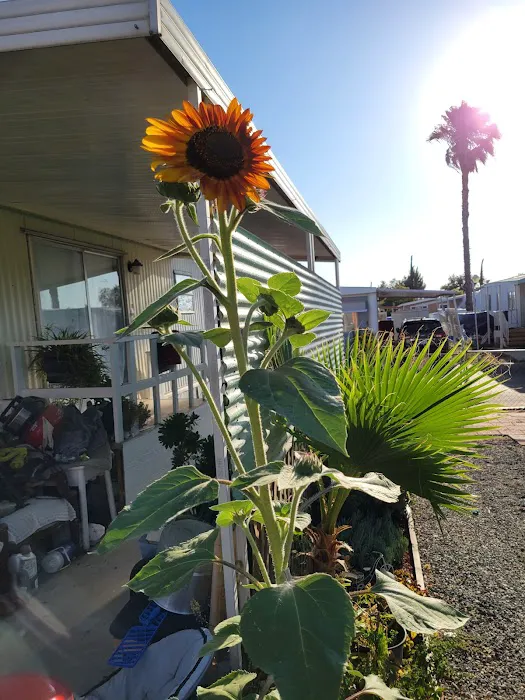 Santa Rosa Mobile Home Community Picture 1