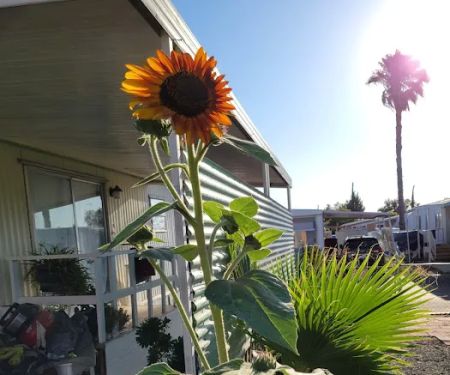 Santa Rosa Mobile Home Community