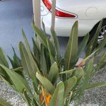 Arroyo Fairways Manufactured Home Community