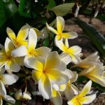 Carefree Ranch Mobilehome Park