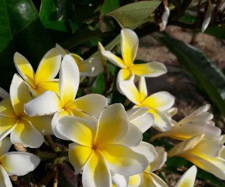 Carefree Ranch Mobilehome Park