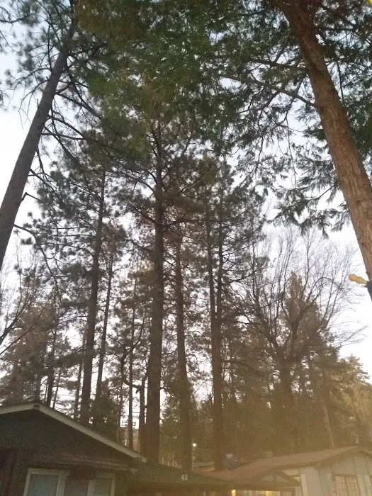 Idyllwild Trailer Park Picture 7