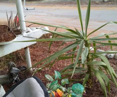 Oasis Mobile Home Park