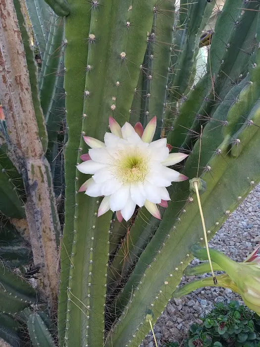 Sahara Mobile Home Park Picture 6