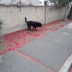 Greenbrier Gardens Mobile